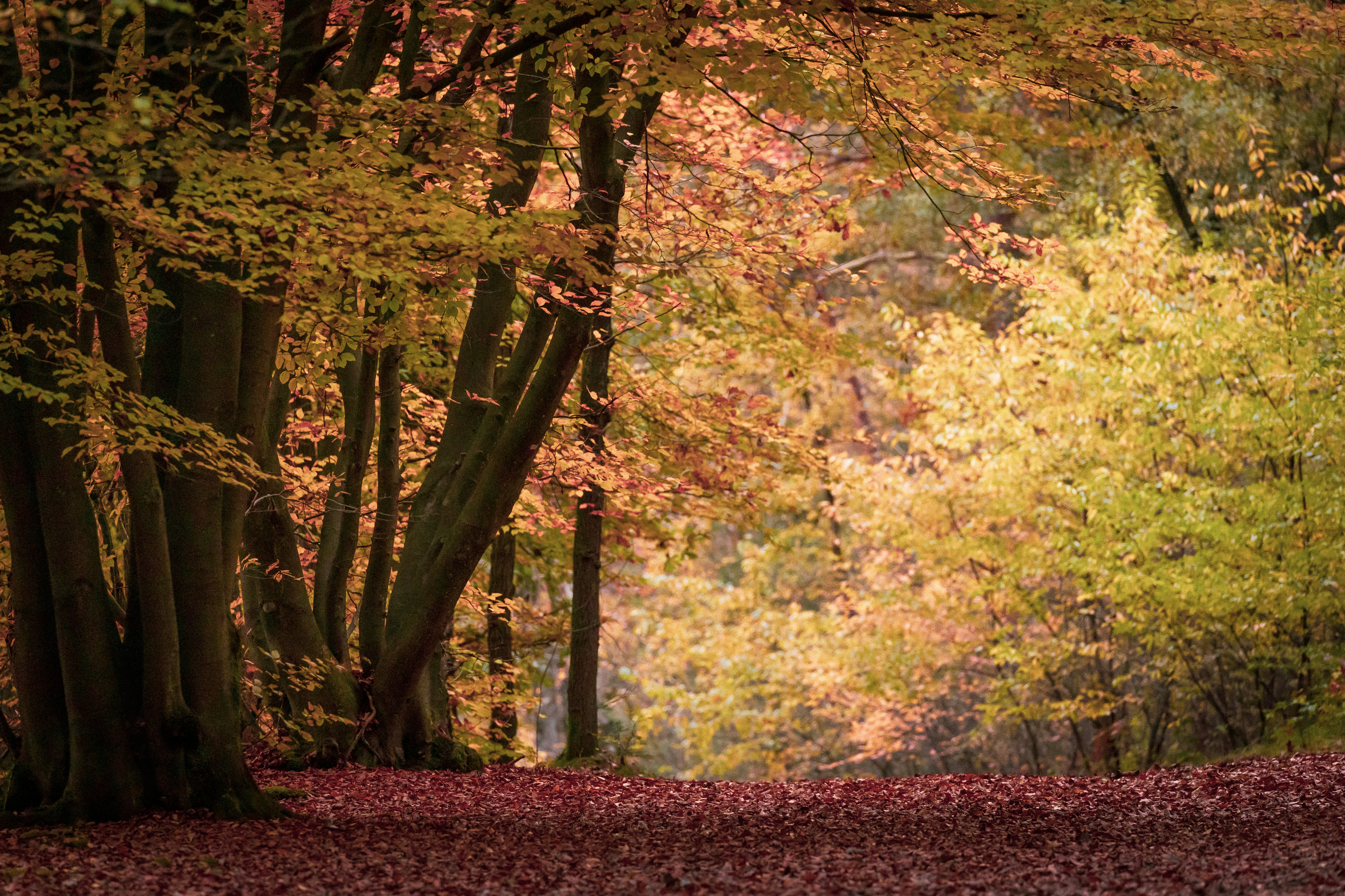 brown and green trees